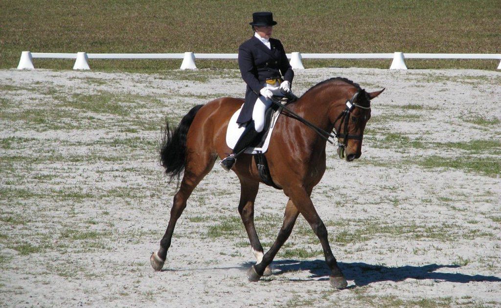 Connie Bookless riding Gymstar One in the Grande Prix Dressage Test. Connie Bookless riding Gymstar One in the Grande Prix Dressage Test.
